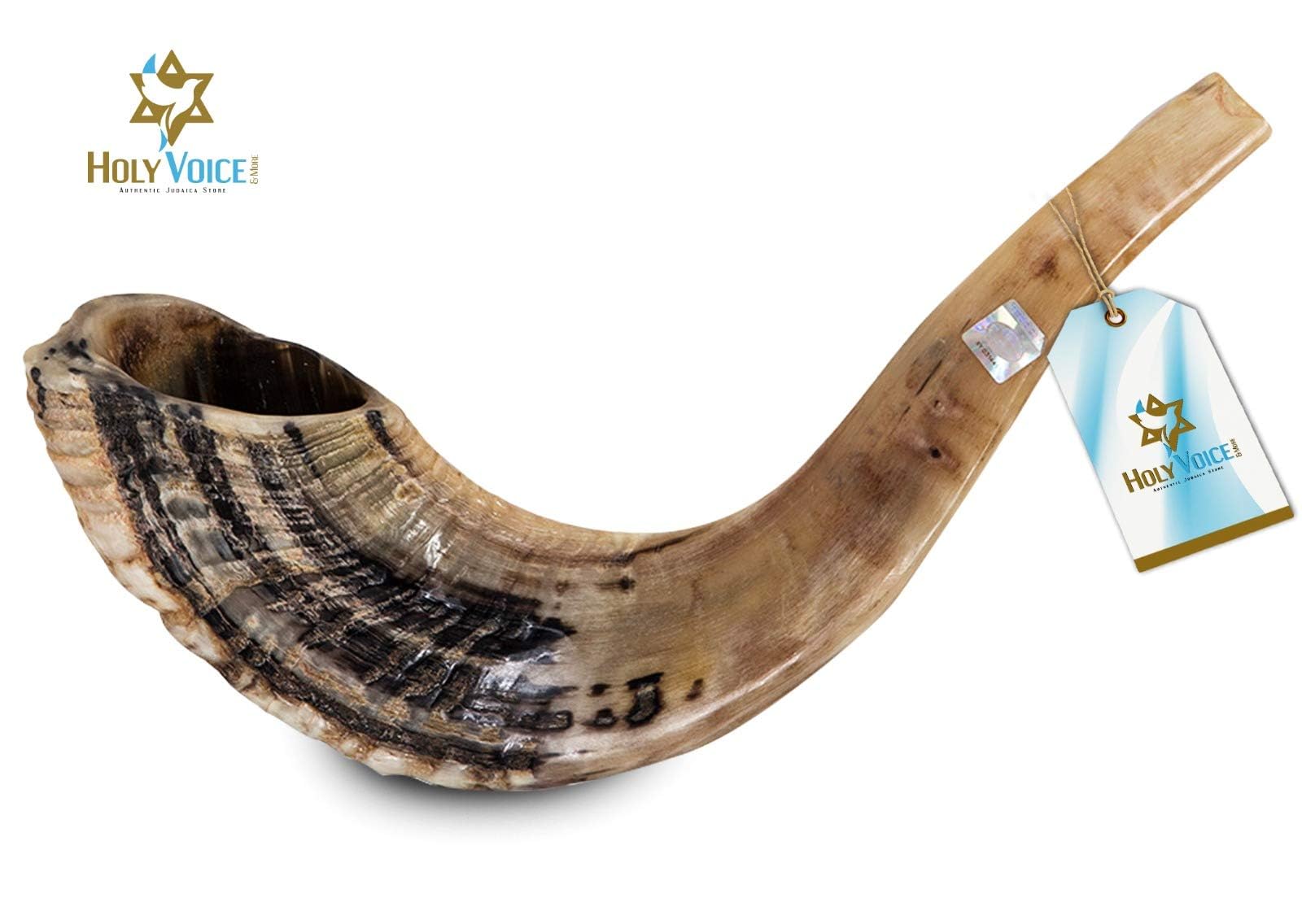 Amazon.com: Holy Voice Kosher Ram Shofar Horn from Israel 16